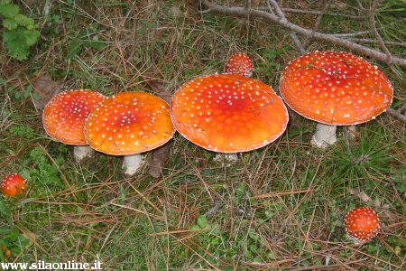 Famiglia di Amanita Muscaria. E' un fungo tossico.