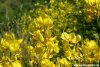 Fiori di Ginestra