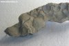 Fossile marino rinvenuto nel territorio di  Caccuri