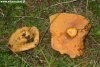 Il Lactarius deliciosus, chiamato volgalmente "rosito", si trova nei boschi di conifere.