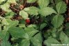 Fragoline selvatiche