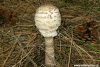 Il Macrolepiota procera , detto "mazza di tamburo" o "coculino", � ricercatissimo per il suo buon sapore specie se cotto alla griglia.
