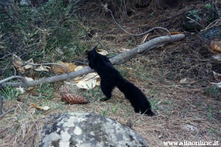Fauna Della Sila