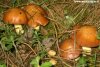 Il Suillus luteus chiamato "vavuso" � diffusissimo in Sila ma spesso non viene raccolto da chi cerca le specie pi� prelibate.