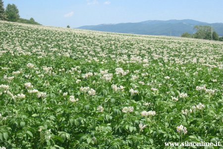 Campo di patate in Sila