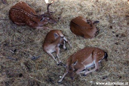 Daini nel Parco della Sila