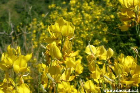 fiori gialli ginestra