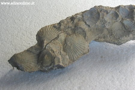 fossili Caccuri