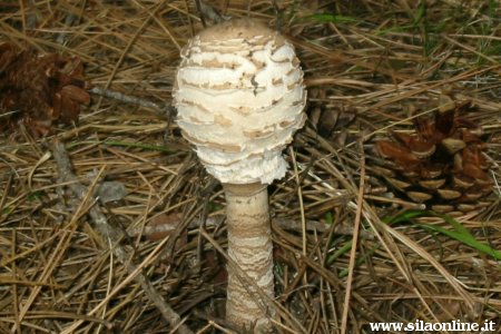 macrolepiota procera mazza di tamburo