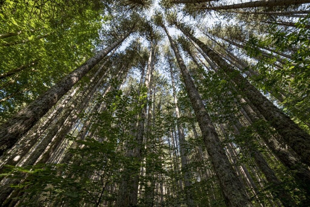 Riserva naturalistica Giganti della Sila a Croce di Magara
