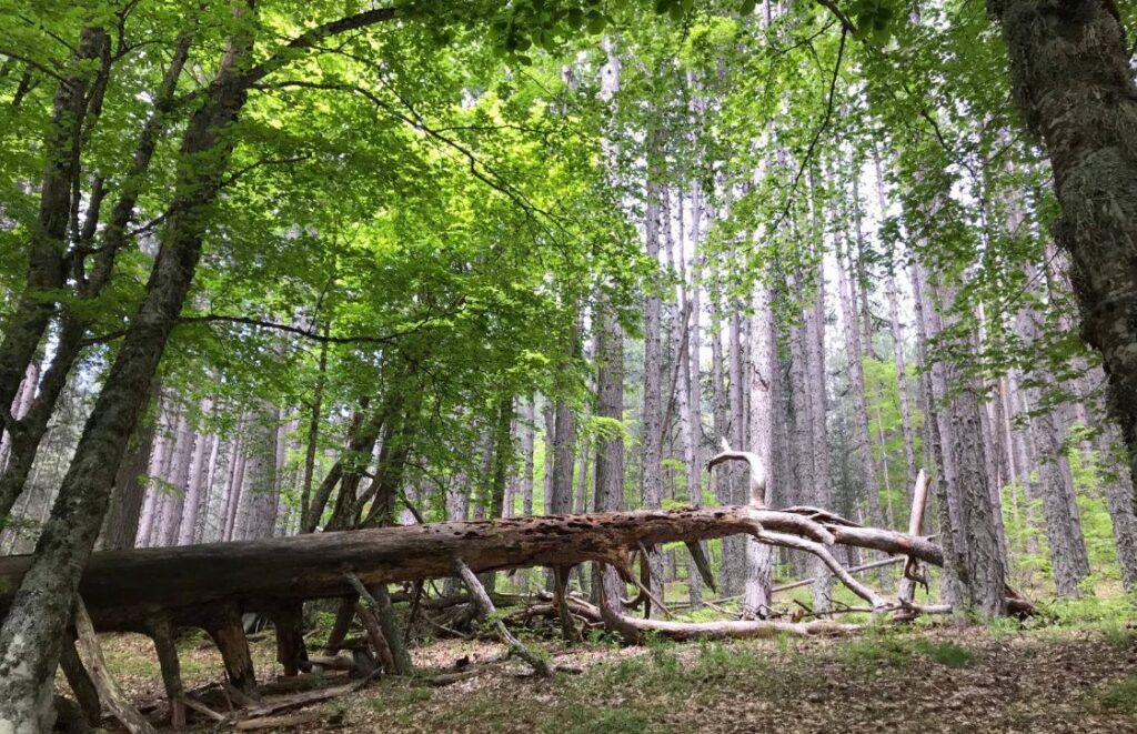 Riserva naturalistica Giganti della Sila a Croce di Magara
