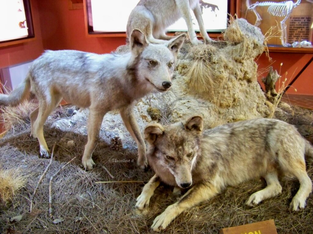 Museo del Centro Visite di Cupone nel Parco Nazionale della Sila