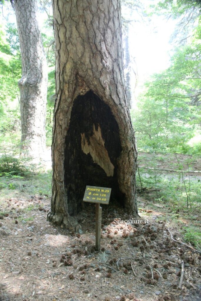 Pianta cavata per le tede
