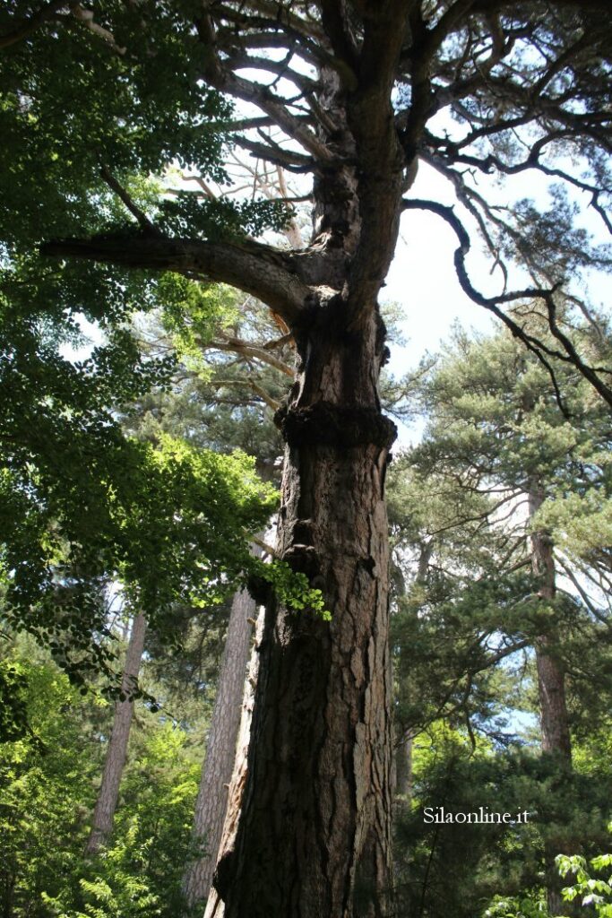 Albero monumentale