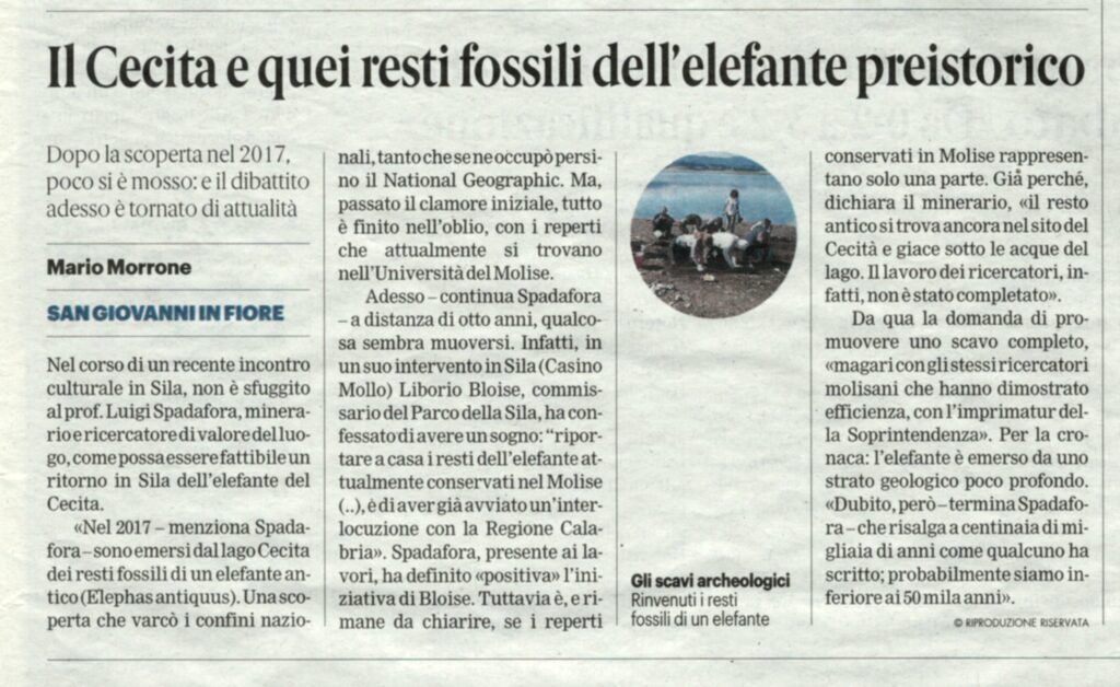 Articolo Gazzetta del Sud sull'elefante silano