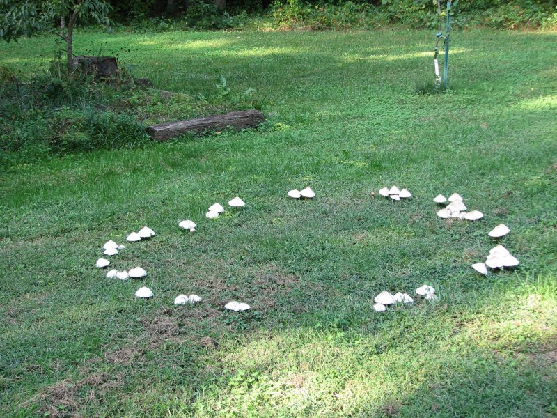 Cerchio delle Straghe formato da funghi