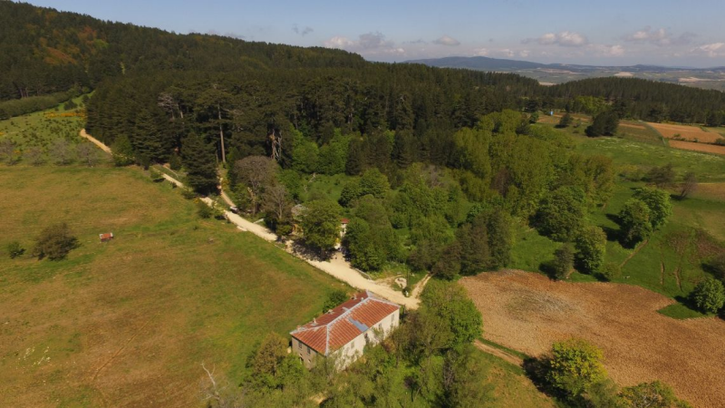Riserva dei "Giganti della Sila" e casino Mollo